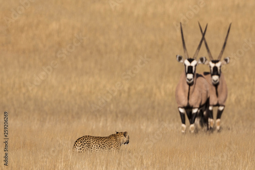 Leopard watched by two gemsbok at Kgalagadi Transfrontier Park photo
