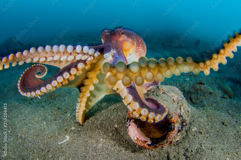 Veined octopus in sea