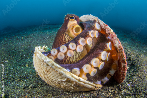 Close up of veined octopus sheltering in shell on seabed