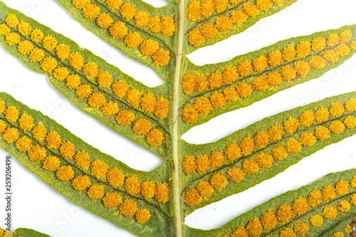 Close up of common polypody with sporangium on white background photo
