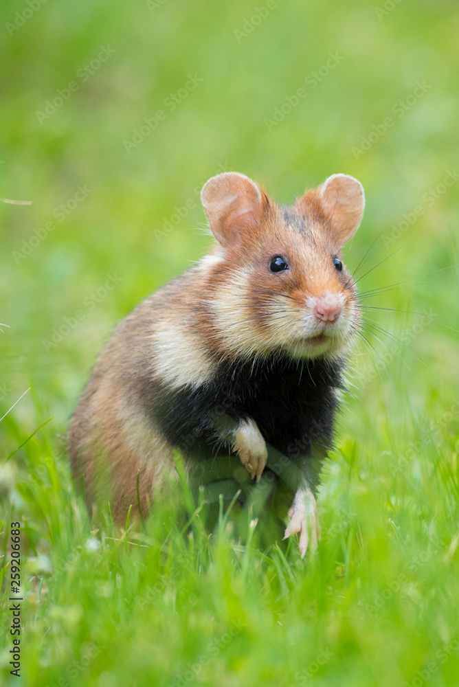Close up of european hamster standing on grassy landscape Close up of european hamster standing on grassy landscape