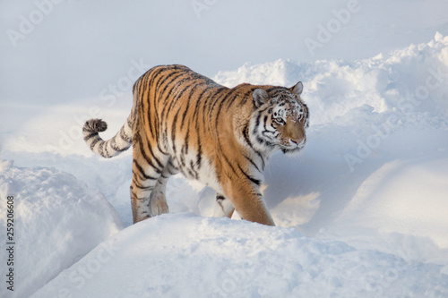 Wild siberian tiger is walking on the white snow. Panthera tigris tigris. Animals in wildlife.