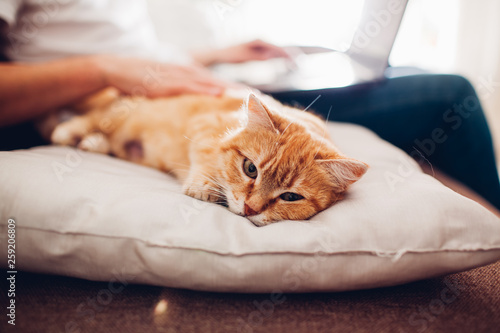 the cat lies on a pillow at home near his master with a laptop