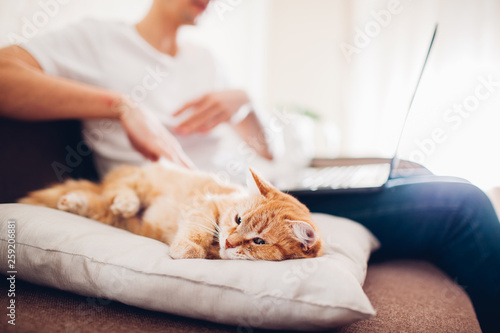 the cat lies on a pillow at home near his master with a laptop