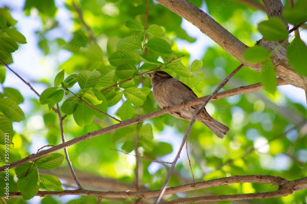 Little Bird in a Tree