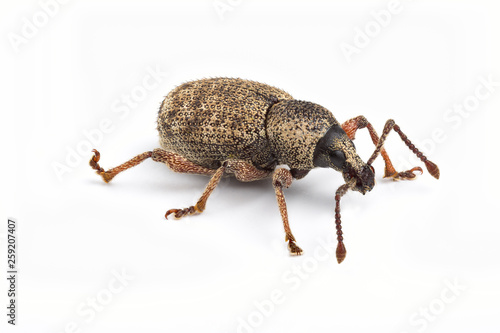 Weevil on white background photo