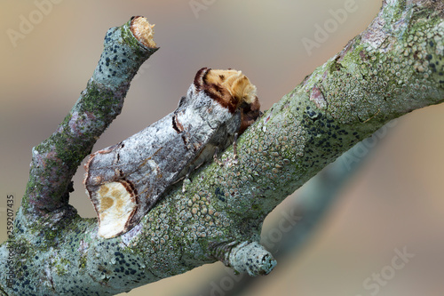 Buff tip moth on twig