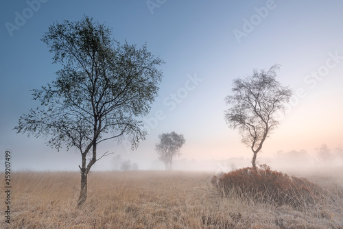 Myrica gale trees on grassy landscape against sky
