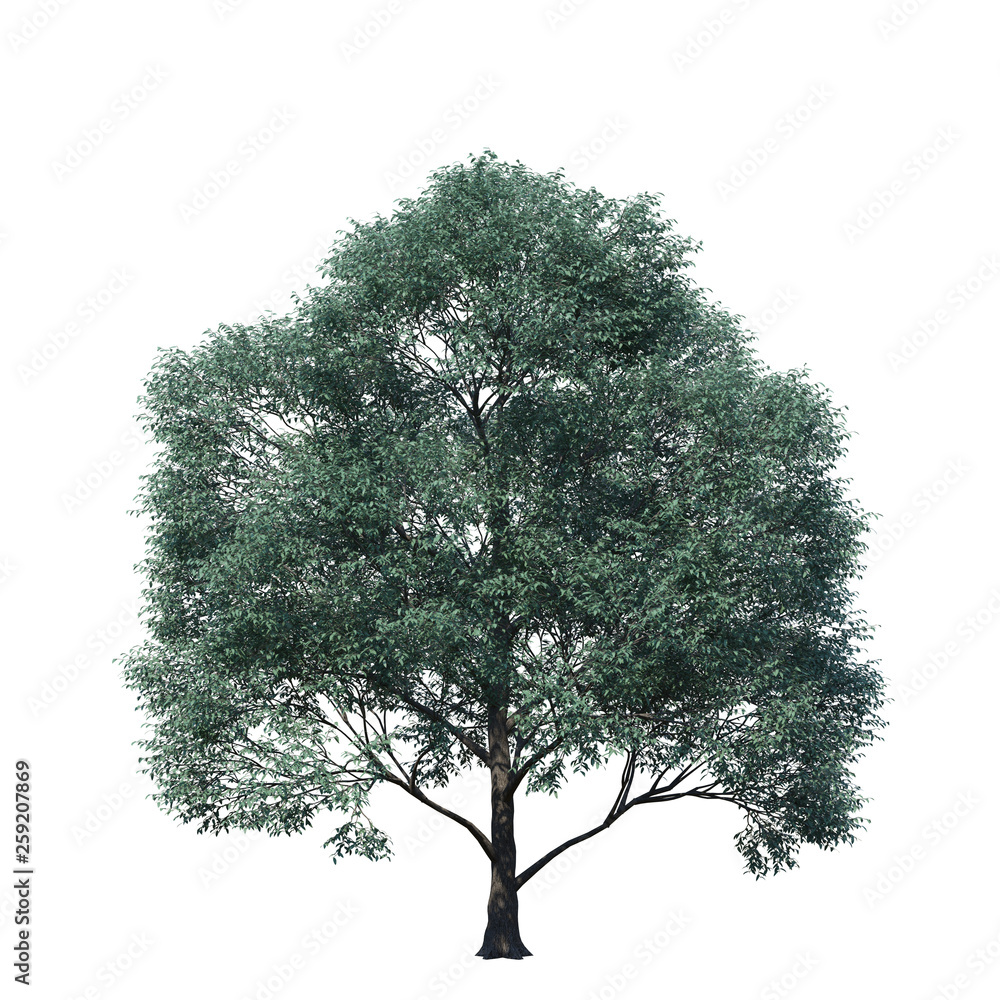 single tree on white background, 3d rendering,clipping path - obrazy, fototapety, plakaty 