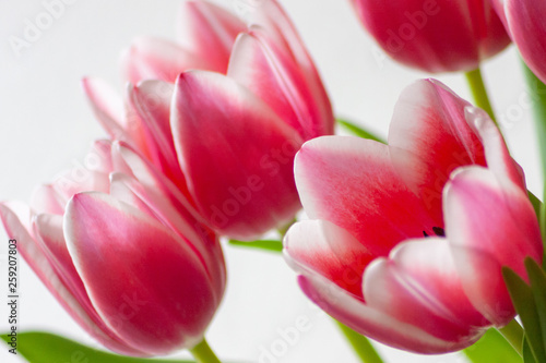 Bezauberndes weiß-rosa-rotes Tulpenblüten-Ensemble in der Nahaufnahme als Geschenk für liebe Menschen