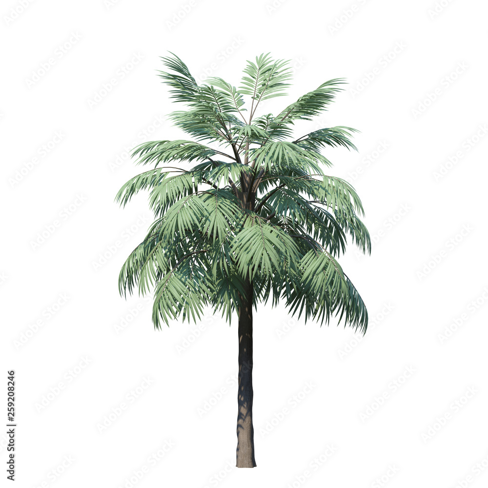 Obraz premium single tree on white background, 3d rendering,clipping path