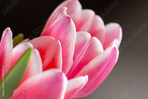 Bezauberndes weiß-rosa-rotes Tulpenblüten-Ensemble in der Nahaufnahme als Geschenk für liebe Menschen photo