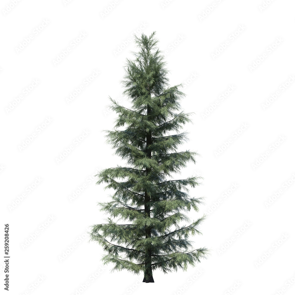 single tree on white background, 3d rendering,clipping path