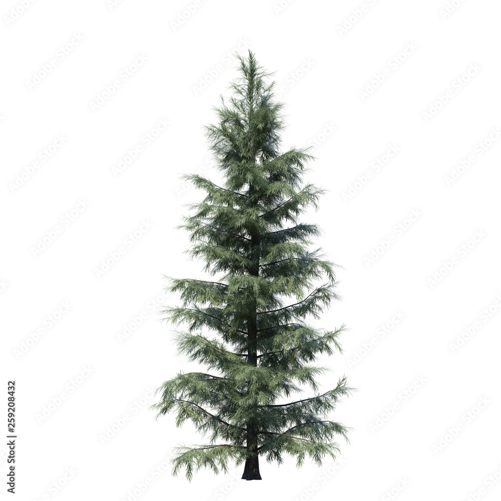 Fototapeta premium single tree on white background, 3d rendering,clipping path