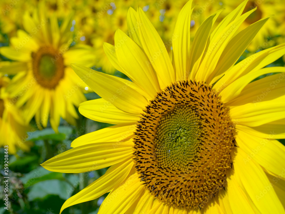 Close up of common sunflower Close up of common sunflower