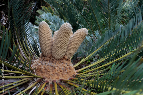 Cycad growing outdoors photo