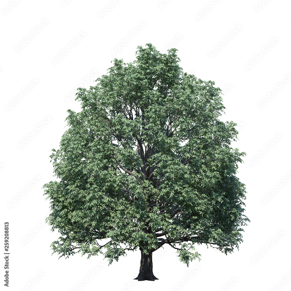 Fototapeta premium single tree on white background, 3d rendering,clipping path