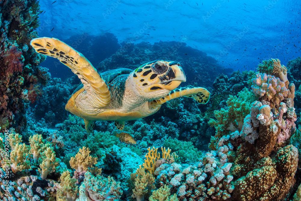 Hawksbill sea turtle swimming over coral reef in Red Sea