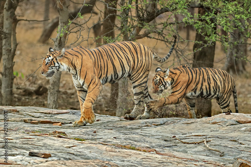 Bengal tigress with cub at Ranthambore National Park photo