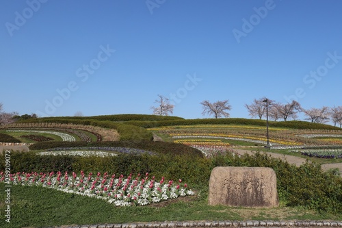 馬見丘陵公園の春