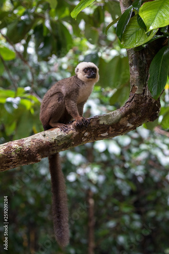 White fronted brown lemur sitting on tree branch photo