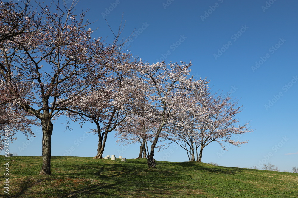 馬見丘陵公園の春