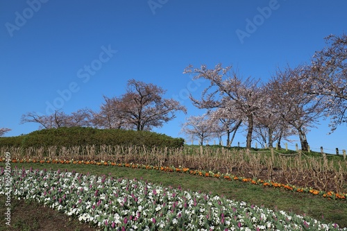 Wallpaper Mural 馬見丘陵公園の春 Torontodigital.ca