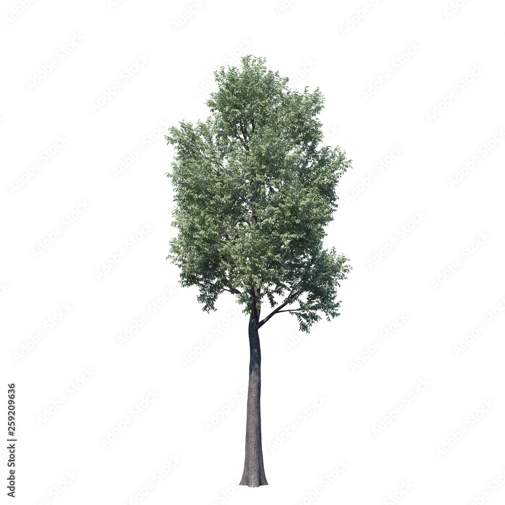 Obraz premium single tree on white background, 3d rendering,clipping path