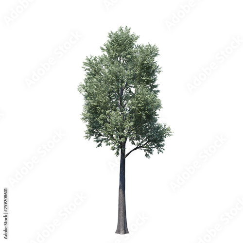 single tree on white background  3d rendering clipping path