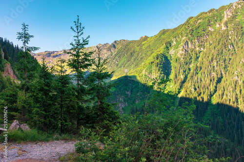 coniferous trees on the rocky slope. wonderful nature scenery of fagaras mountains on summer morning. discover romania concept