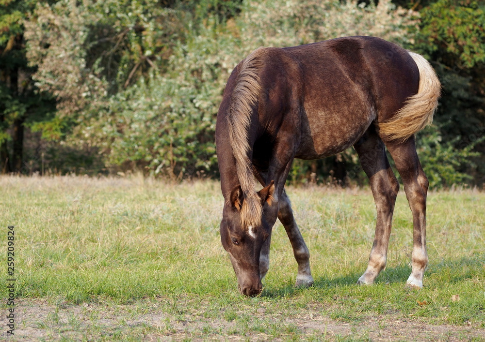 Fototapeta premium The foal of rare color is grazed on a meadow