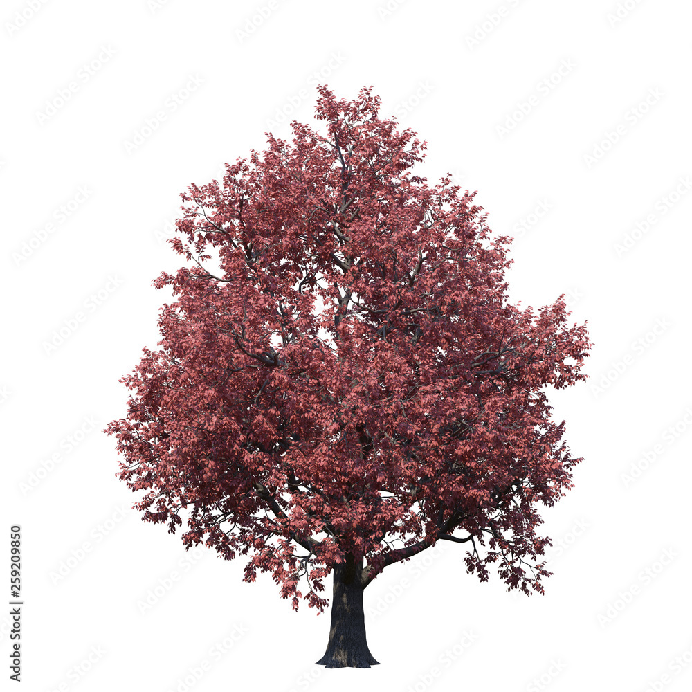Obraz premium single tree on white background, 3d rendering,clipping path