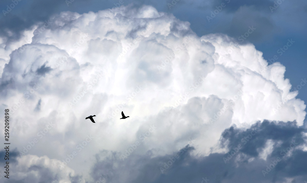 облака, небо, две утки летят.  фото виталия гиля