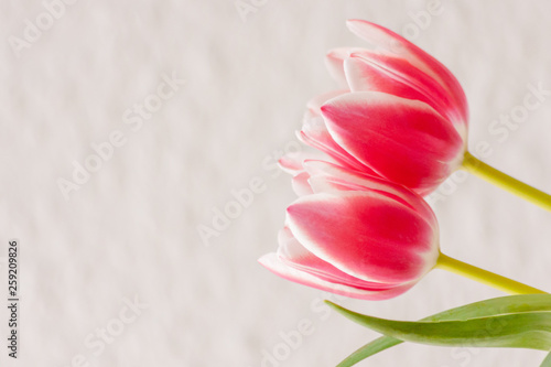 Fototapeta Naklejka Na Ścianę i Meble -  Bezauberndes weiß-rosa-rotes Tulpenblüten-Ensemble in der Nahaufnahme als Geschenk für liebe Menschen