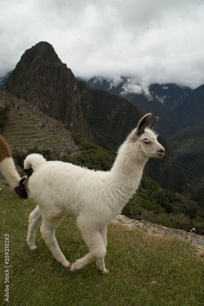 Fototapeta premium Llamas en Machu Picchu