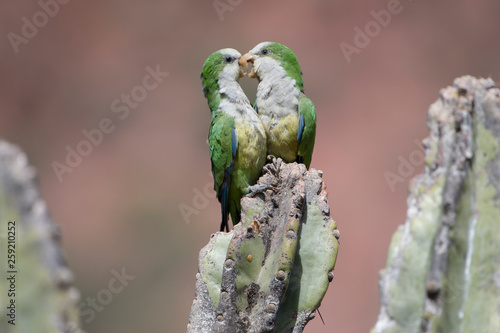 Cliff parakeet mating on cactus photo