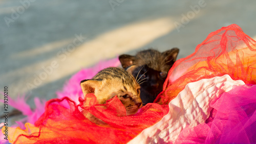Two beautiful kittens lying on the sun in colorful background