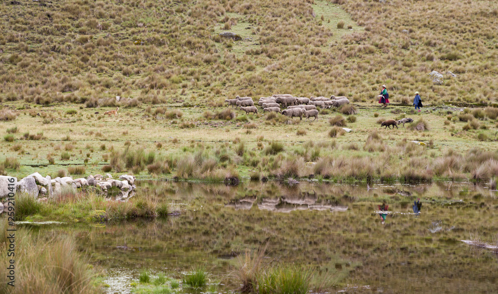Shepherdess and daughter with sheep in Andes Peru lagoon.