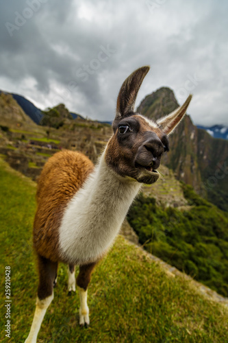 Llama de Machu Picchu