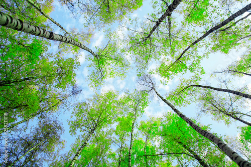 natural background bottom view of the tops of birch trees stretch towards the...