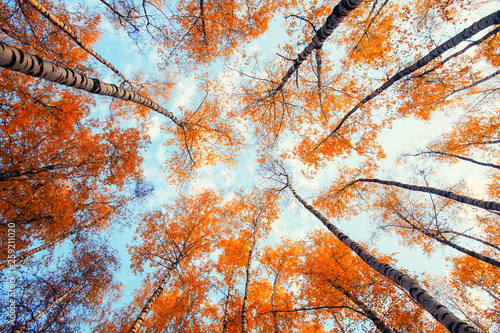 Natural background view of the bottom of the tops of the trees stretch to the...