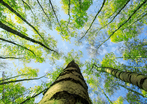 natural background bottom view of the tops of birch trees stretch towards the...