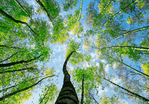 natural background bottom view on the tops of the trees stretch towards the blue sky with green succulent fresh leaves in spring in the park