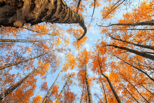 Natural background view of the bottom of the tops of the trees stretch to the...