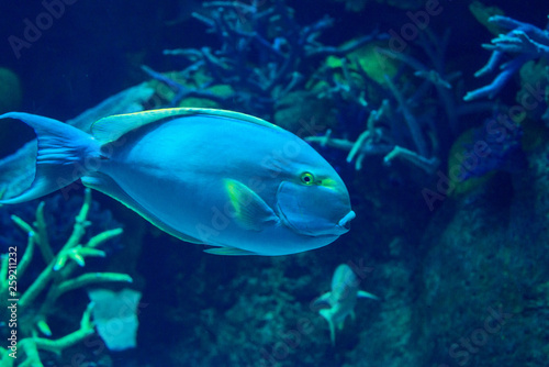 exotic sea fish Oceanarium © Наталья Новикова