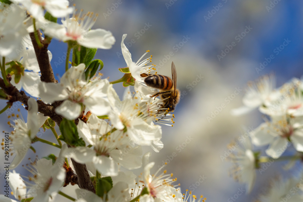 Honey bee in spring on sloe blossoms Honey bee in spring on sloe blossoms