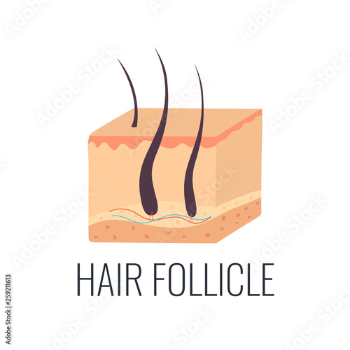 Hair follicle illustration. Skin structure