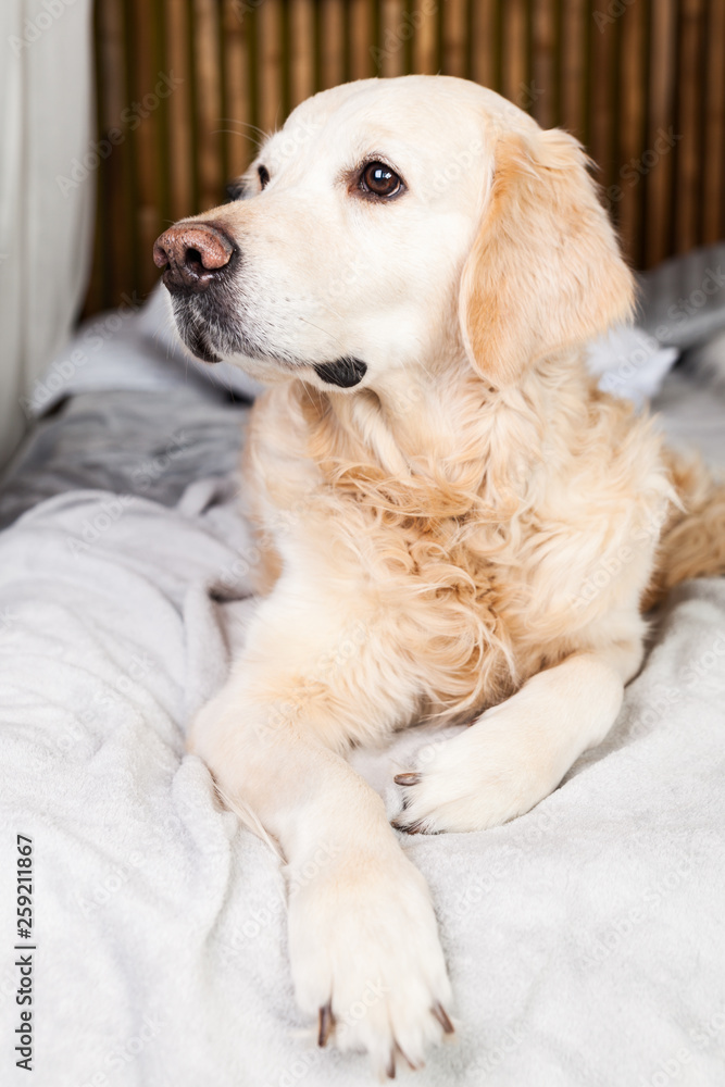 Adorable Golden Retriever Dog on Light Pastel Gray Scandinavian Textile Decorative Coat and Pillows on Modern Bed in House or Hotel. Pets care friendly concept. Adorable Golden Retriever Dog on Light Pastel Gray Scandinavian Textile Decorative Coat and Pillows on Modern Bed in House or Hotel. Pets care friendly concept.