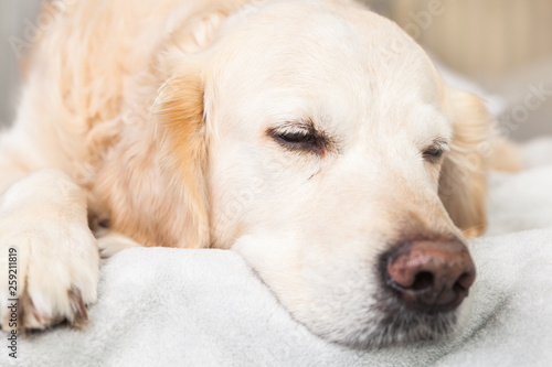 Adorable Golden Retriever Dog Sleep on Light Pastel Gray Scandinavian Textile Decorative Coat.  Pets care and friendly concept. © prystai