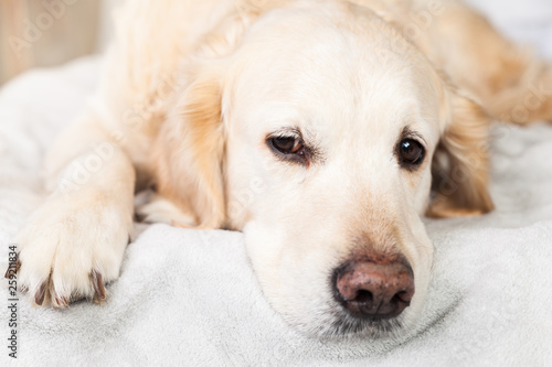 Adorable Golden Retriever Dog Nap on Light Pastel Gray Scandinavian Textile Decorative Coat. Pets care and friendly concept.